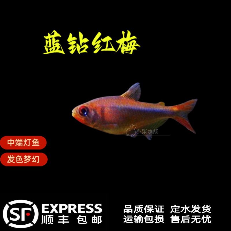 蓝钻红梅 蓝钻红梅灯鱼 群游鱼 观赏鱼 热带鱼 