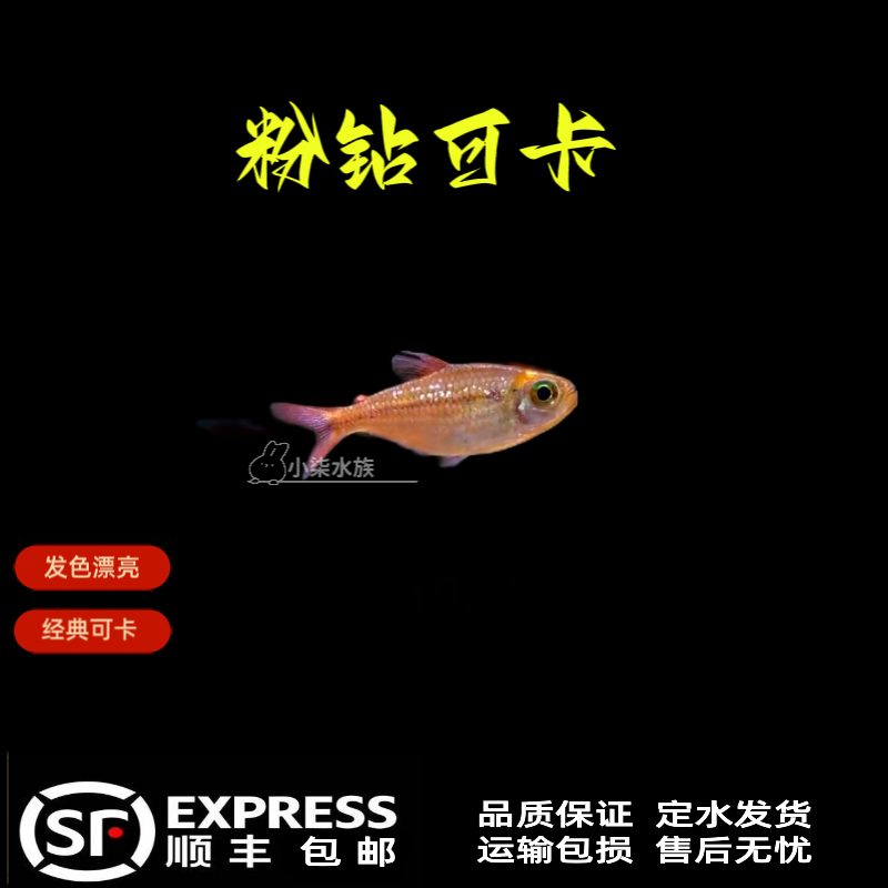 粉钻可卡鱼 粉红钻石可卡 灯科鱼 高端灯科鱼 群游鱼 养鱼活体