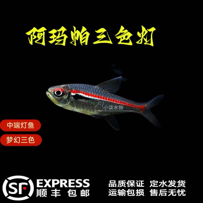 阿玛帕三色灯鱼 梦幻三色热带鱼观赏鱼 群游鱼 