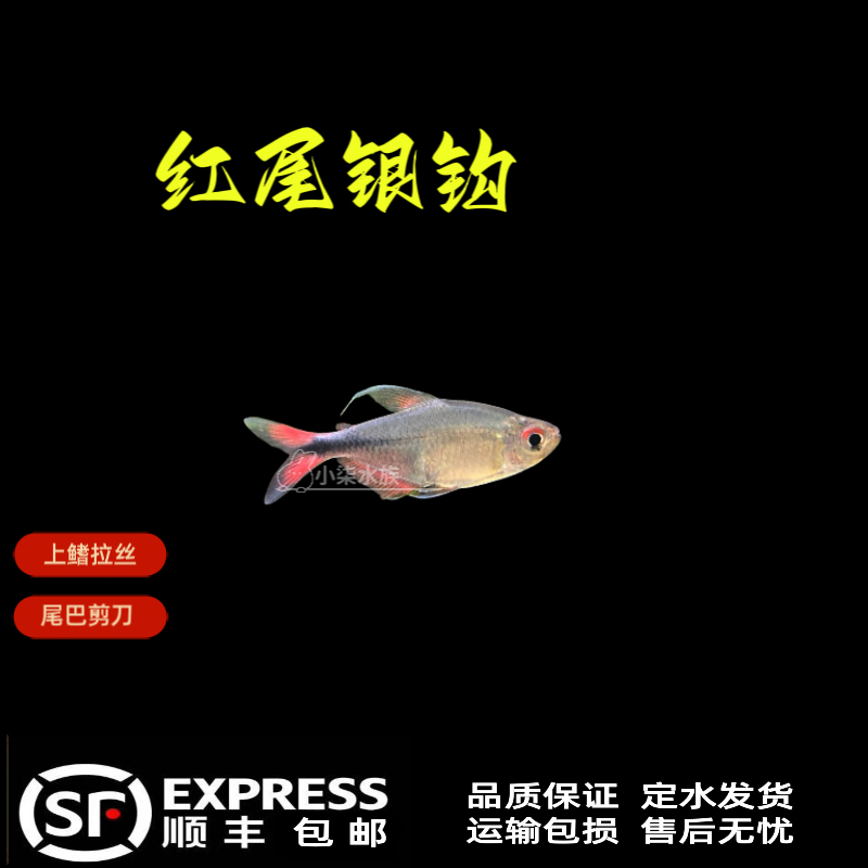 红尾银钩 灯科鱼红尾银钩 南美鱼 观赏鱼 养鱼活体发货
