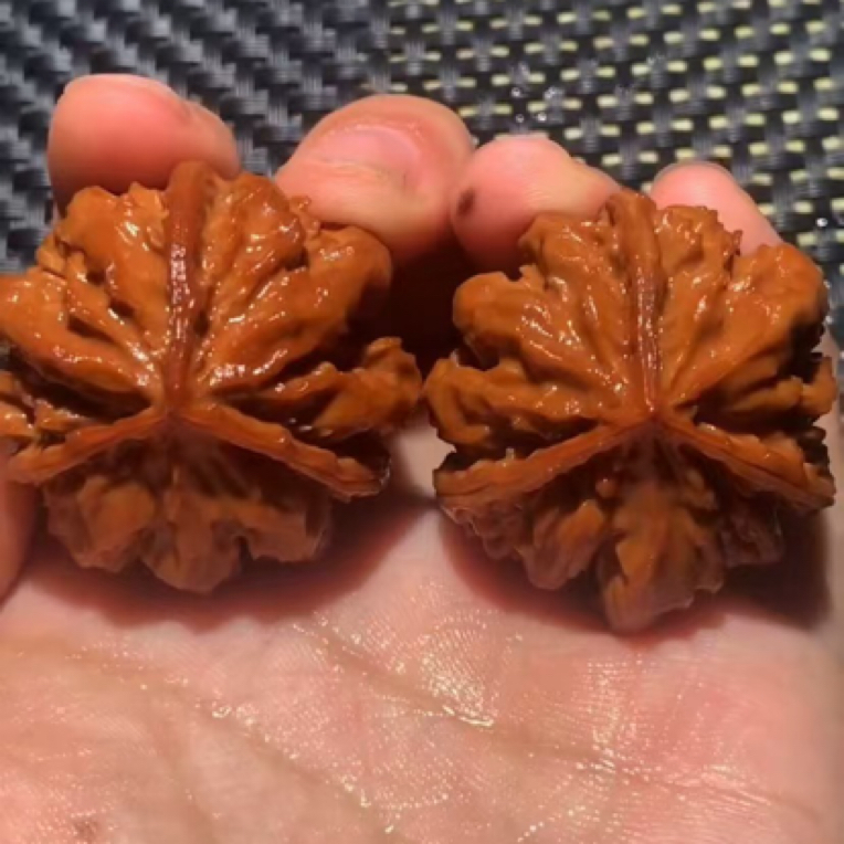 秦岭野生西瓜三棱灯笼