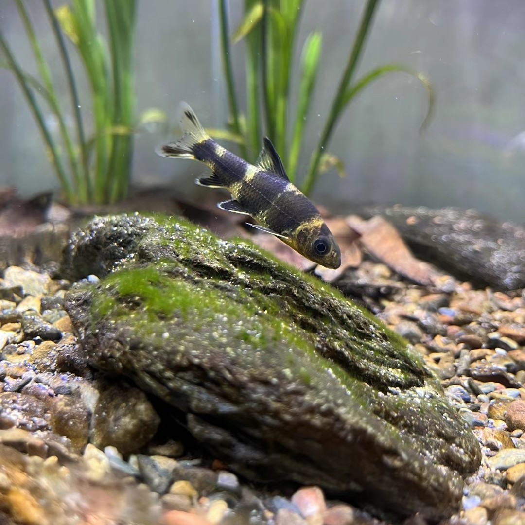 华鳈鱼熊猫鱼原生鱼