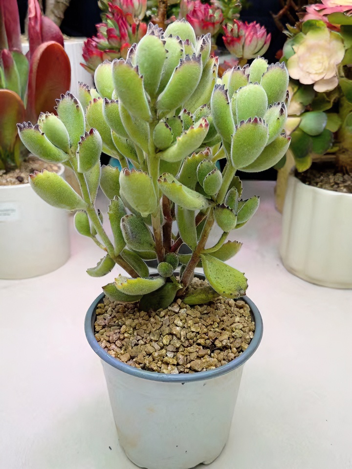 熊童子 新手必备 居家必备 好看好养 绿植盆栽多肉植物