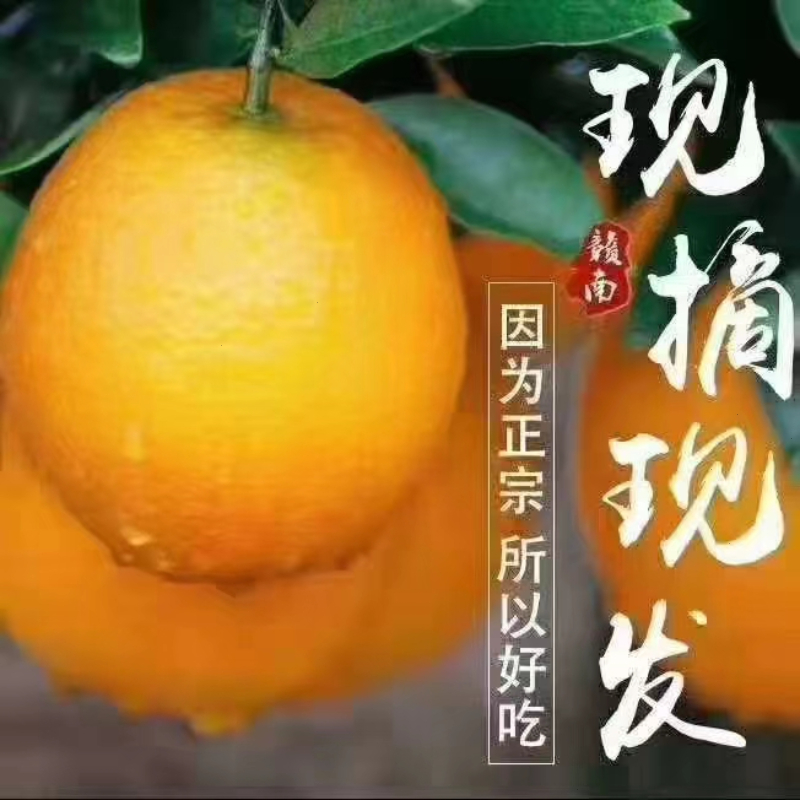 江西正宗赣南脐橙当季水果产地直发中箱装包邮果园直发赣南橙子