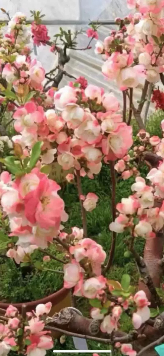 多年原生港之薯海棠花盆栽花卉盆景造型观赏大花老根苗简单易种活