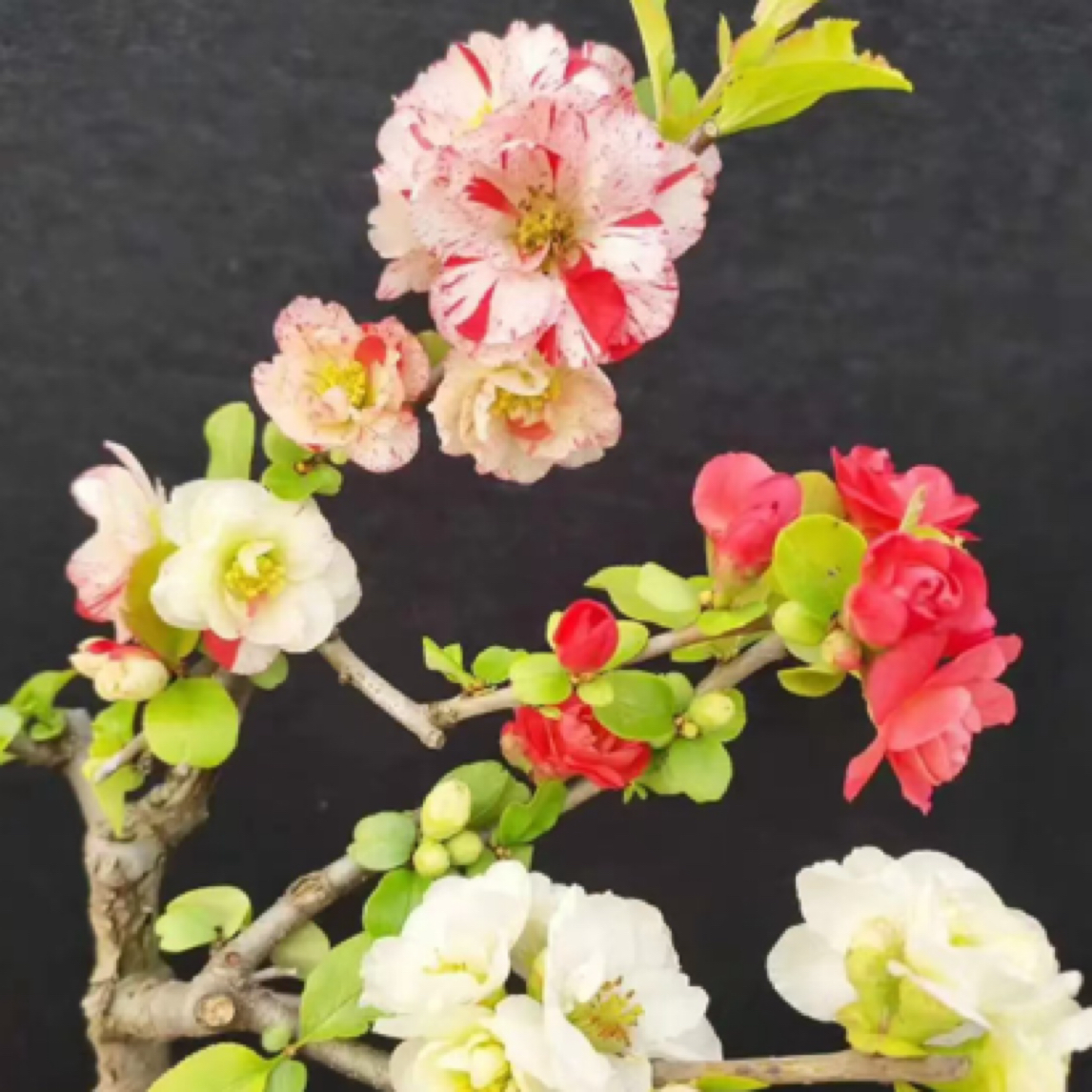 原生海棠花盆景素材东洋锦绿宝石彩玉港之曙花卉