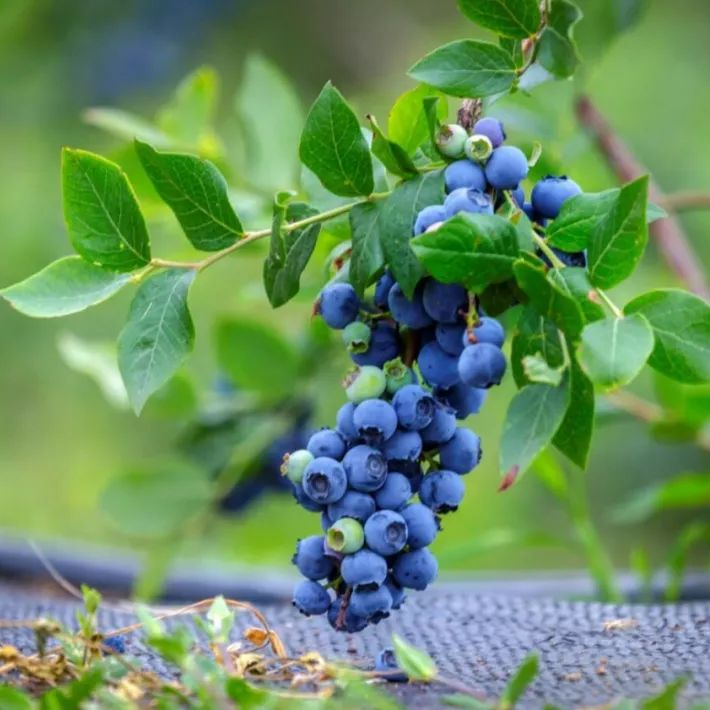 云南花香蓝莓15mm-18mm(500g起)