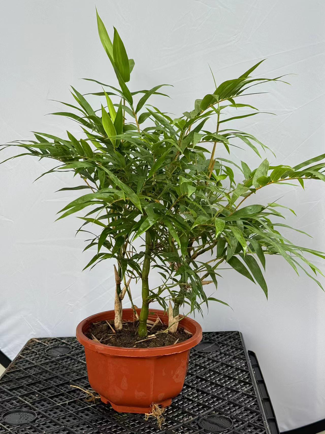 自家翡翠佛肚竹绿植盆景基地直发/室内好养（土培水培图片仅供参考