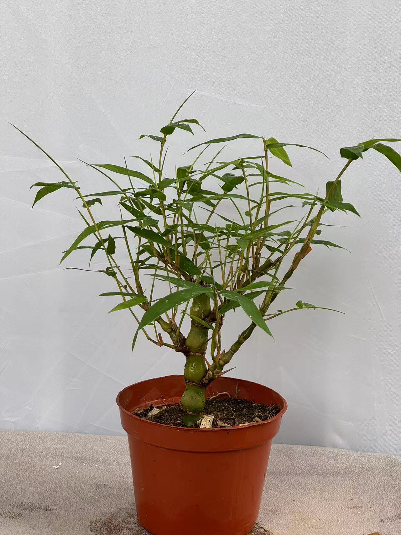 自家翡翠佛肚竹绿植盆景基地直发/室内好养（土培水培图片仅供参考