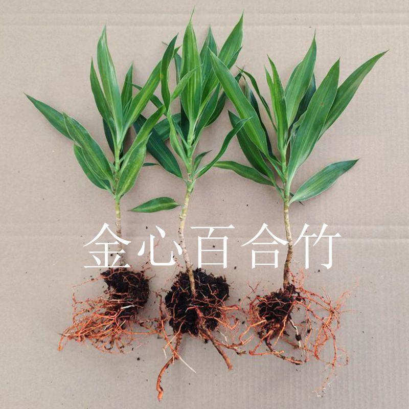 金心百合竹四季绿植室内客厅阳台摆放书桌办公室美化环境庭院种植