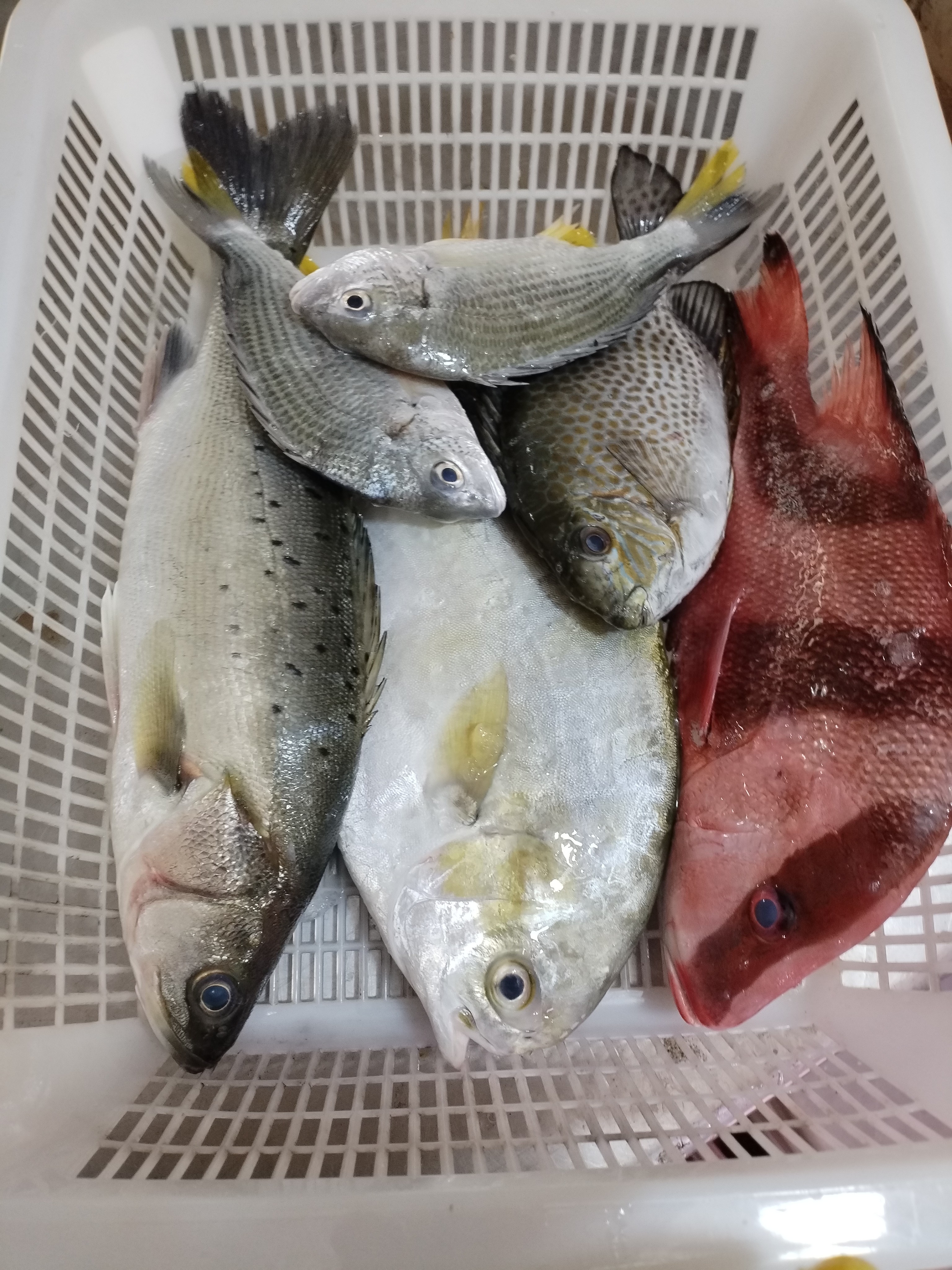 海陵岛 刚回船 海杂鱼（以现秤品种为准 B链接【顺丰快递】）