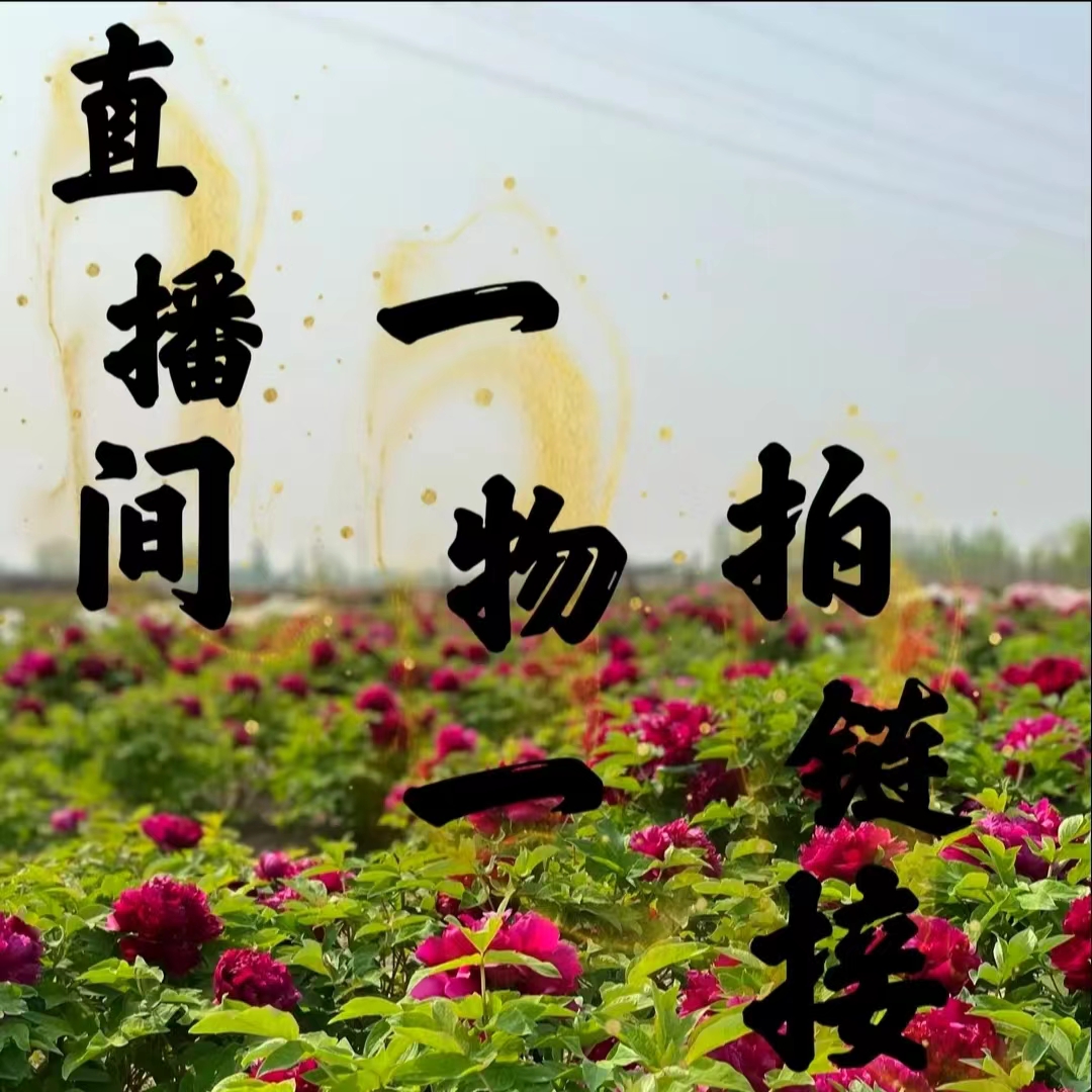 观赏牡丹直播间一物一拍链接，非直播勿拍