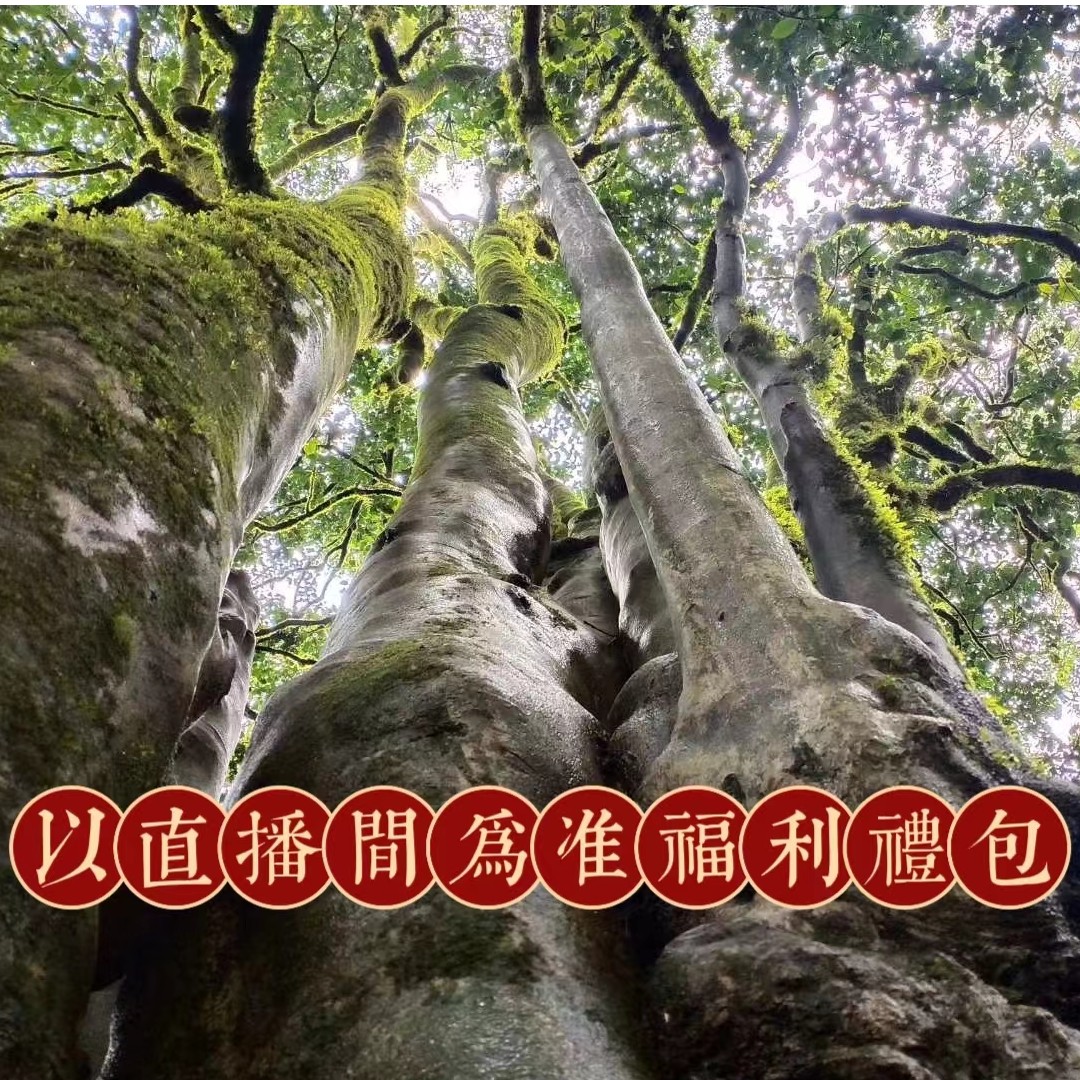 【礼包①】普洱茶 通用链接 以直播间介绍为准