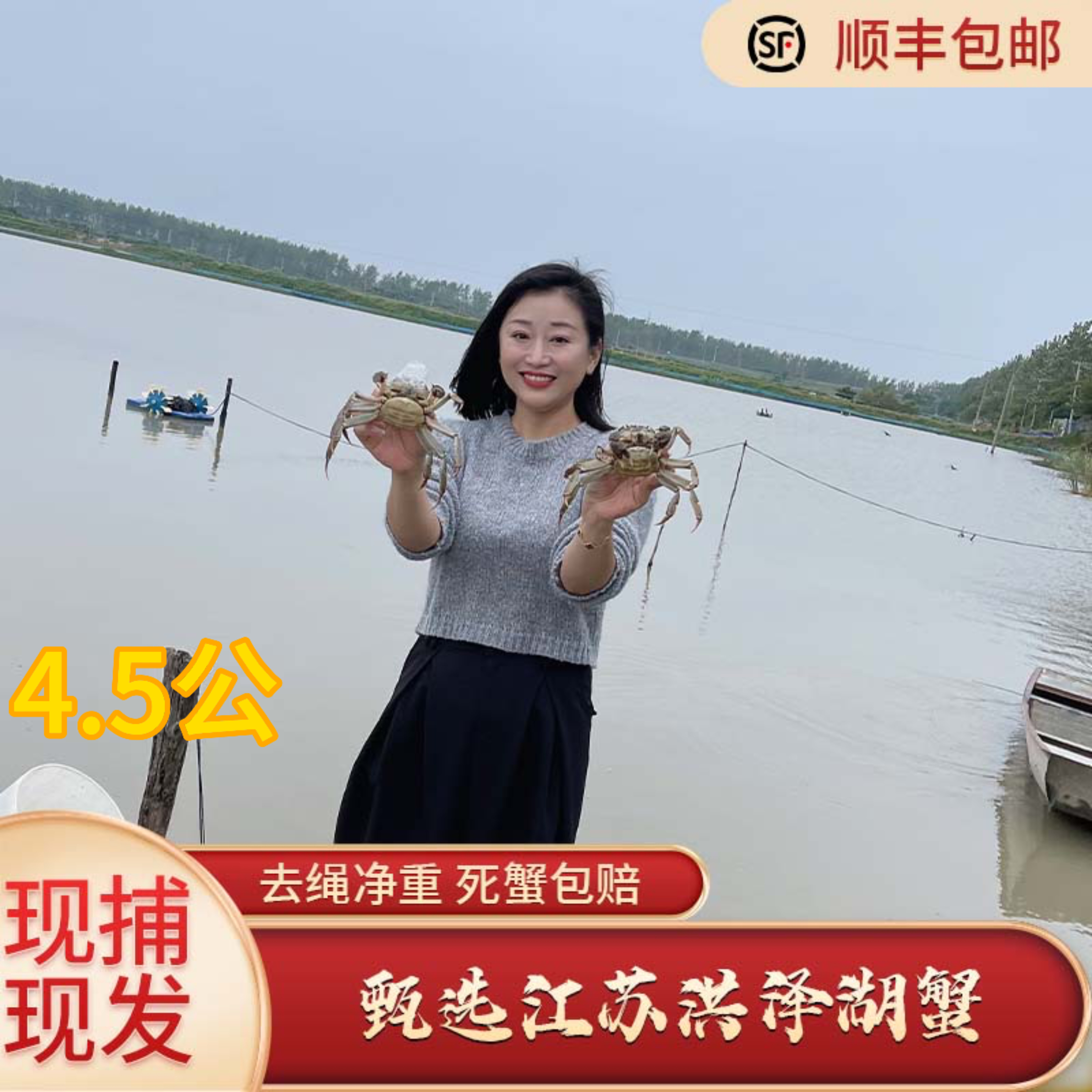 【江苏活蟹】公4.2—4.5两江苏洪泽湖蟹肉肥膏满8/10只顺丰礼盒包装