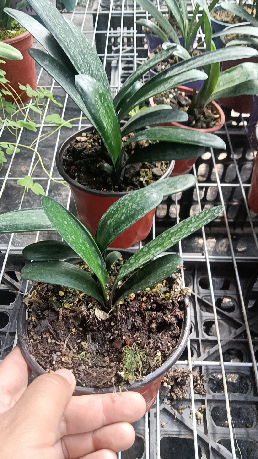 君子兰小苗毛垂小苗