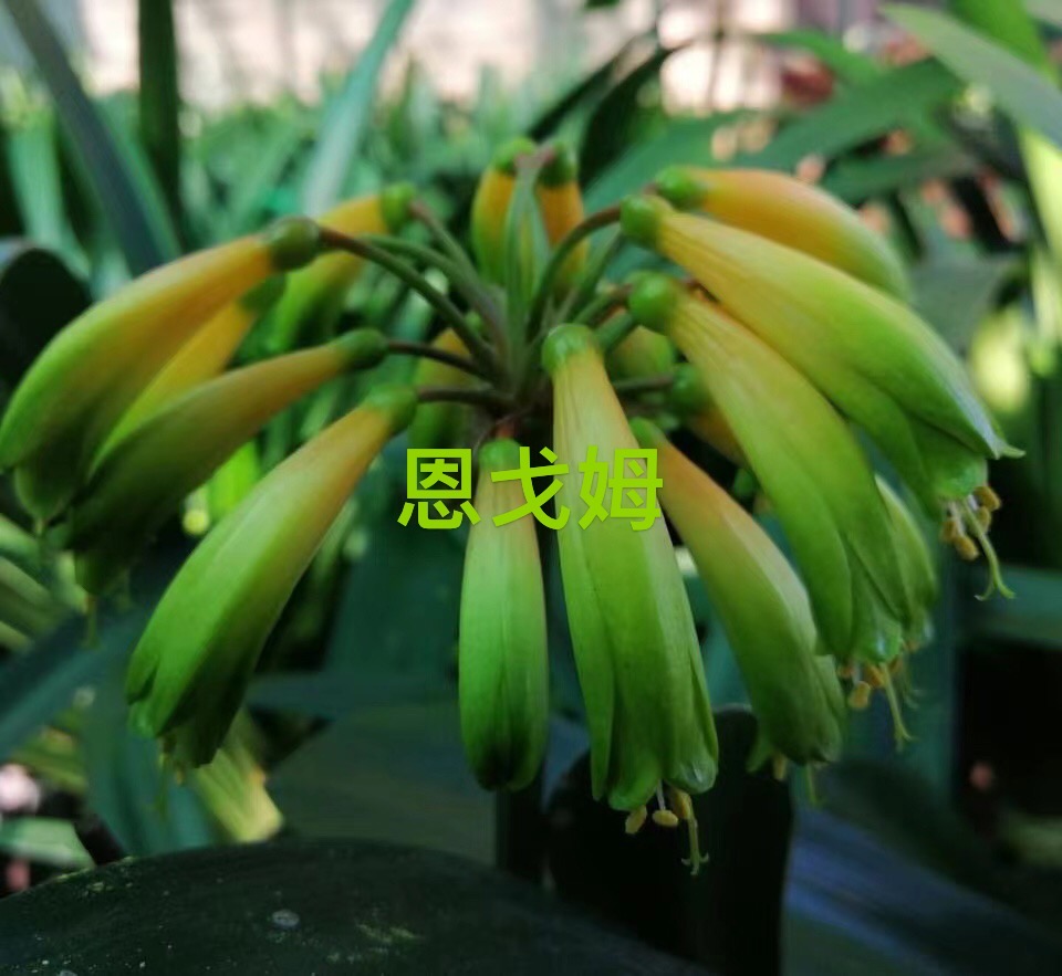 恩格姆绿花园当年苗