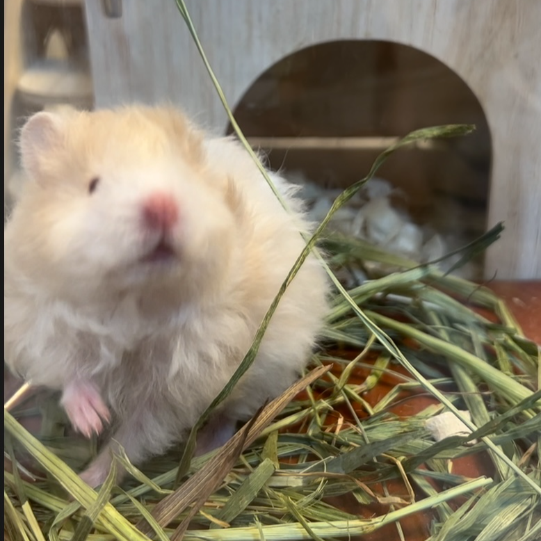 2乖巧纯家养精养金丝熊U咪长短直卷毛短毛波利金丝熊【售后15天】