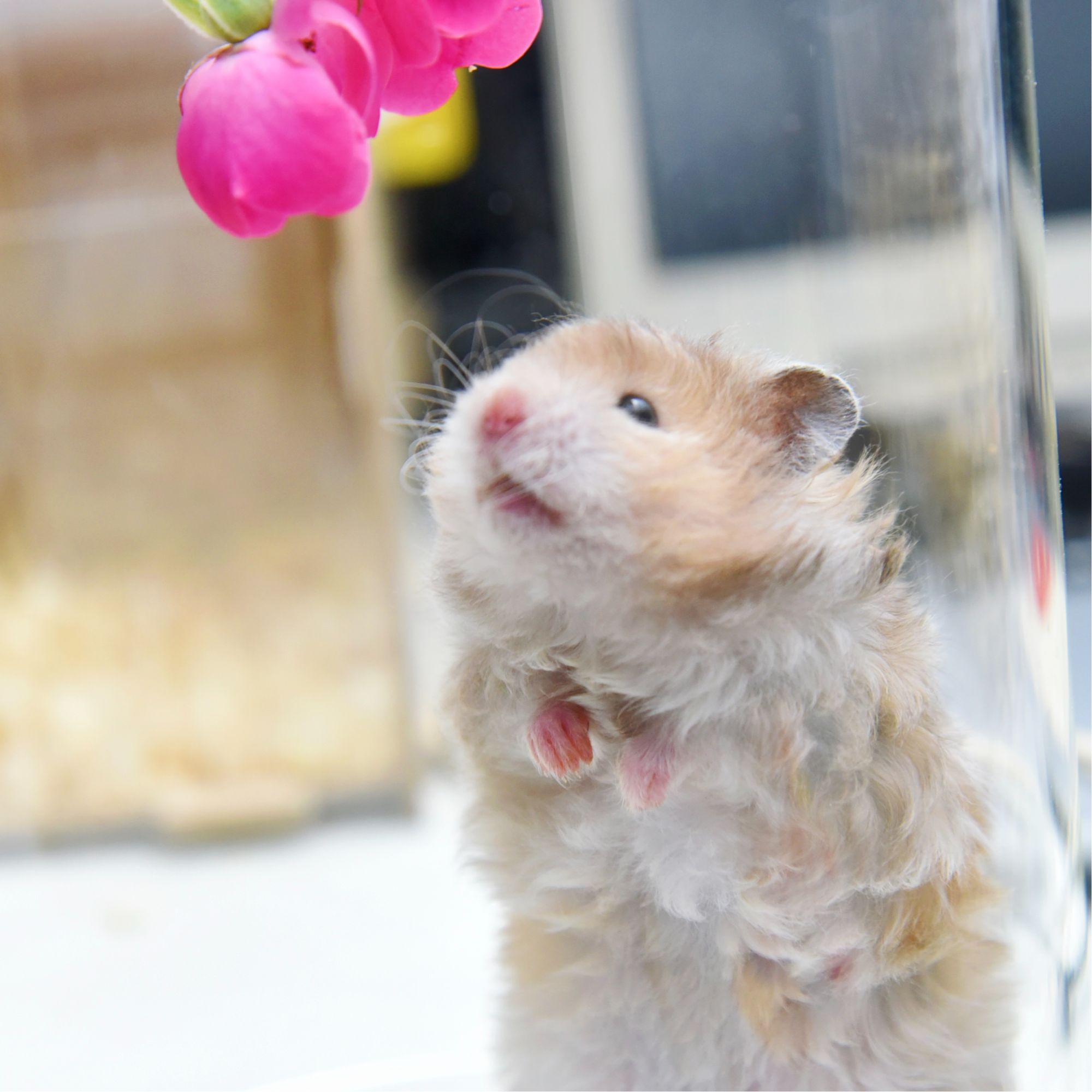 活体金丝熊U咪家长毛卷毛金丝熊仓鼠