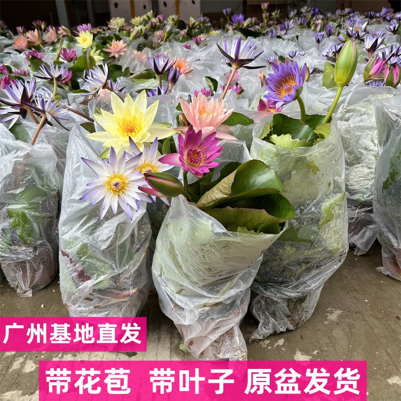睡莲水培植物荷花带花阳台庭院四季开花水养花卉盆栽池塘莲花花苗