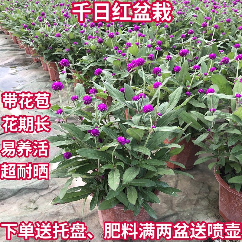 千日红盆栽百日红带花苞红火球四季开花不断耐晒好养阳台花卉植物