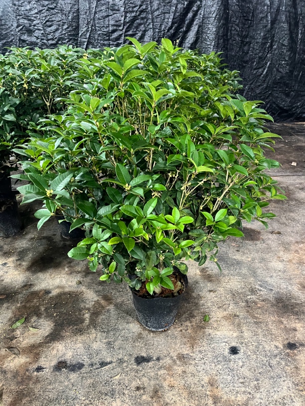 四季桂花地栽庭院可一物一拍原盆原土