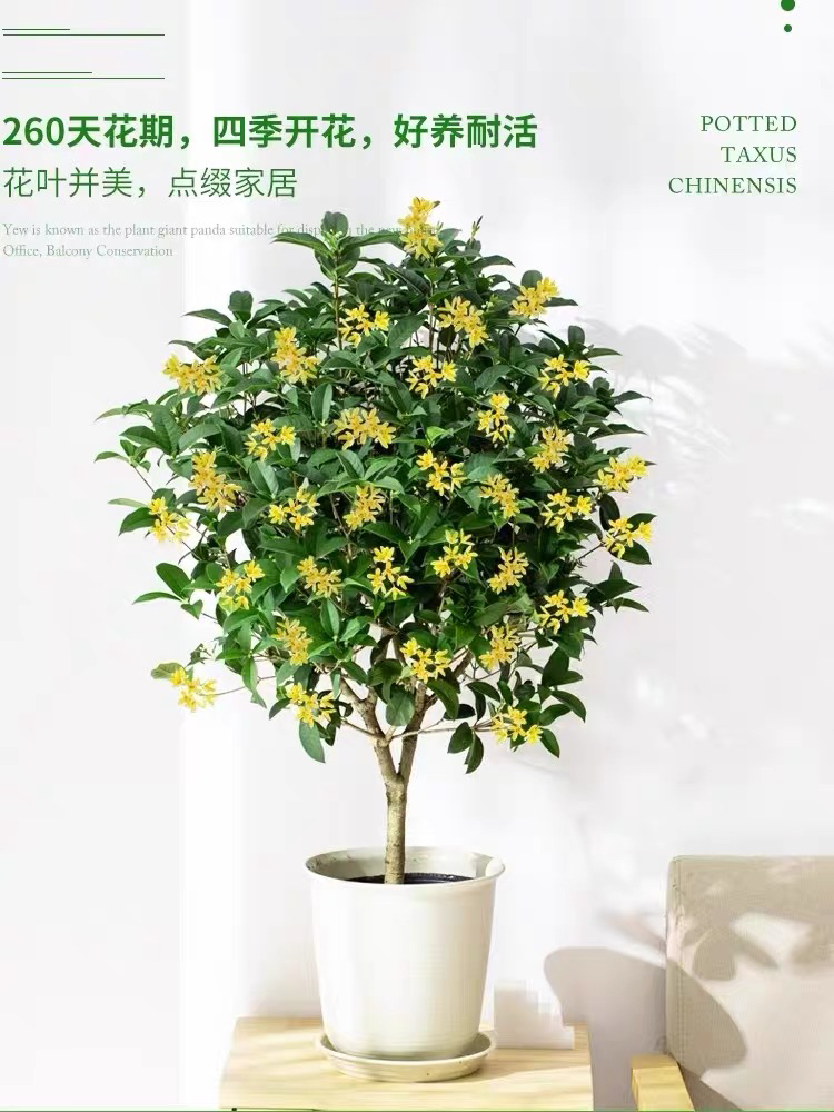 四季桂花原生月月桂产地常绿开花室内室外庭院