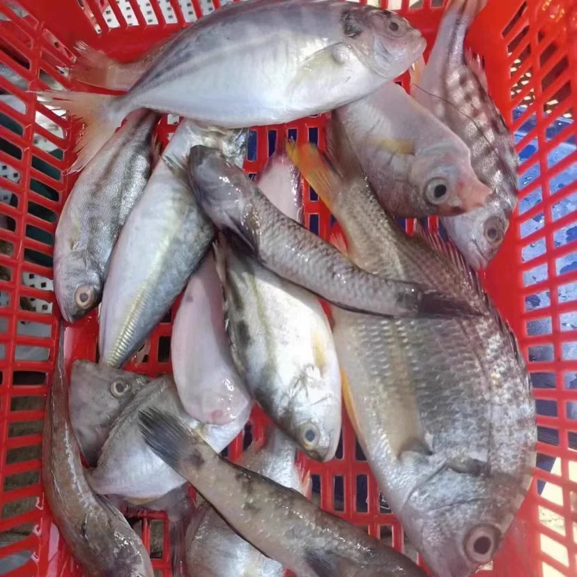 2号东海海鲜杂鱼链接