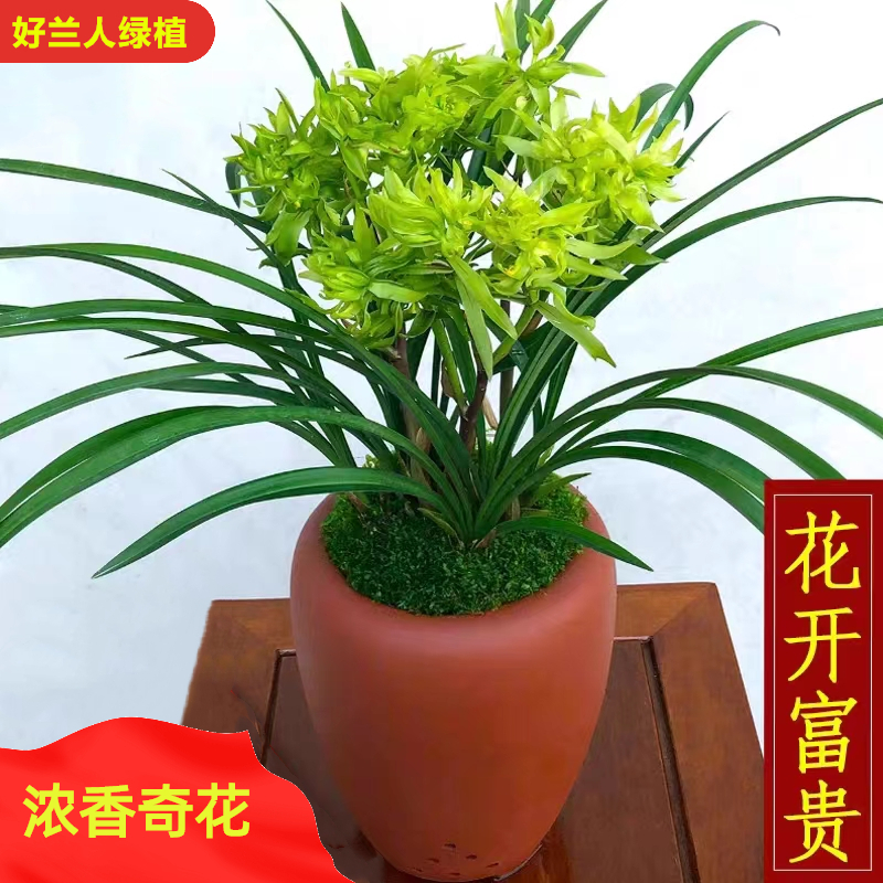 春兰花开富贵开花浓香四大奇花室内兰花好养易活国兰绿植花卉