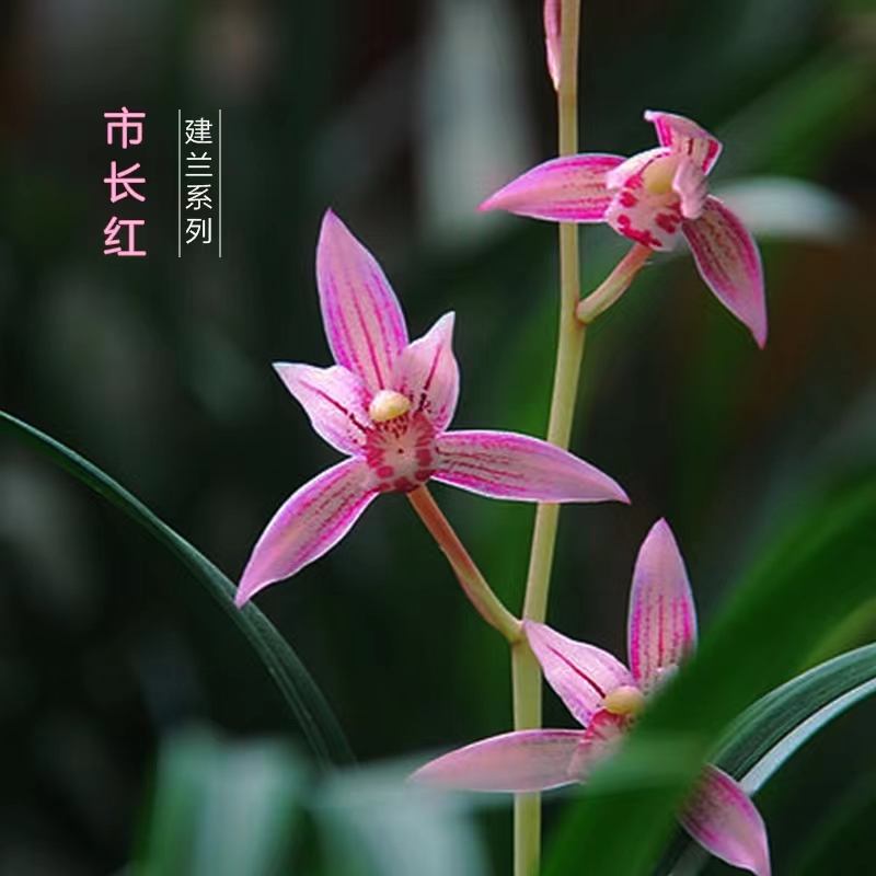 老种建兰市长红浓香兰花四季兰室内外好养易活花卉绿植盆栽