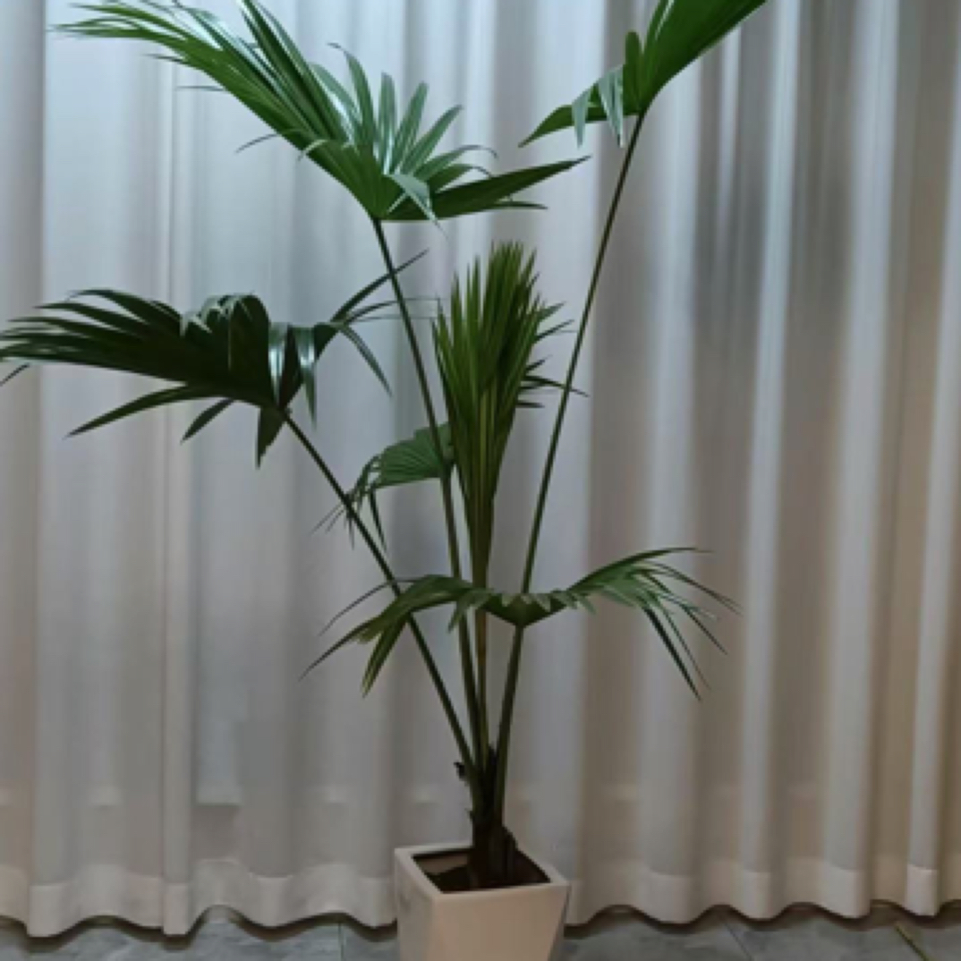 大叶蒲葵扇葵棕榈落地盆栽绿植室内客厅阳台走廊造景耐寒绿化植物