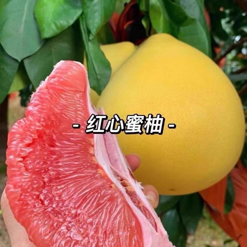 【广州市南平市】蜜柚沙地柚2个（5—6斤）