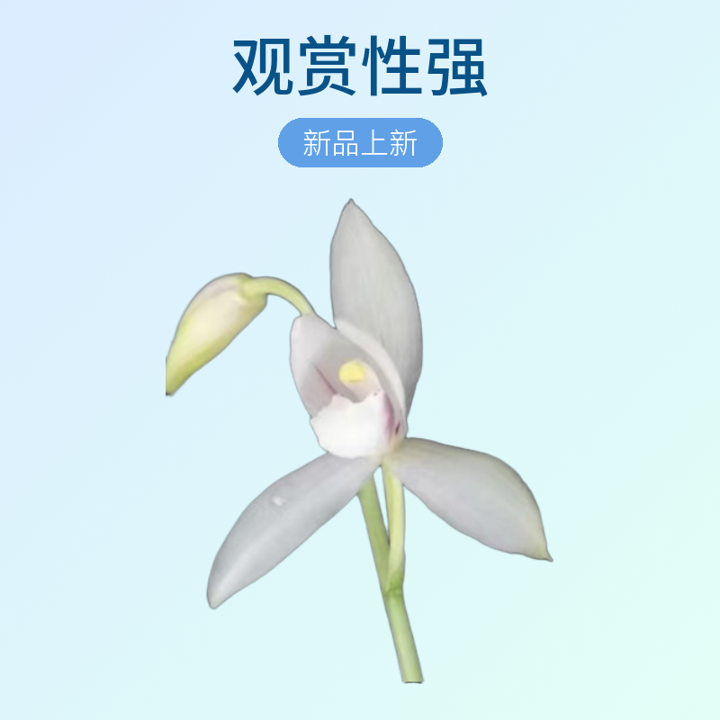 秋榜热门品种！花卉绿植，观赏！