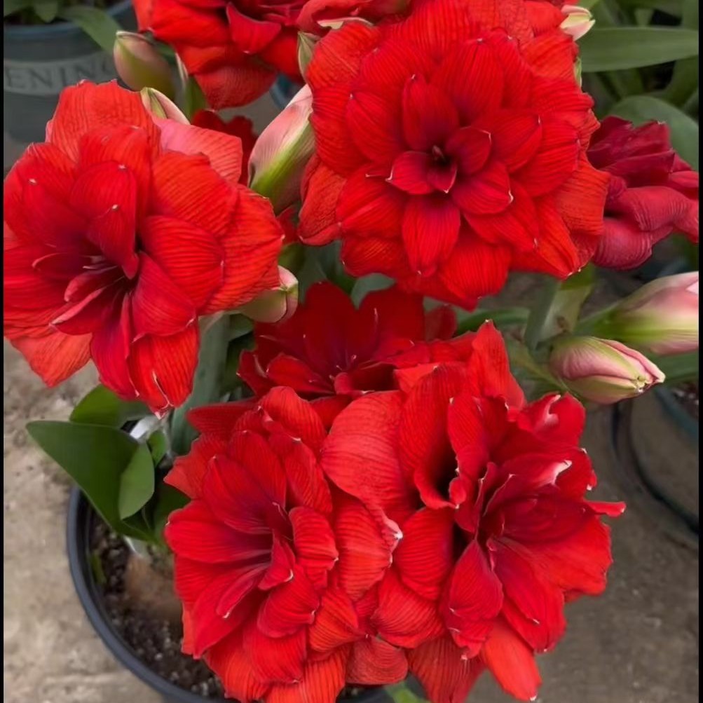 朱顶红花 新品 角龙一颗 无盆无土 球丑像冻梨 花苞未漏出