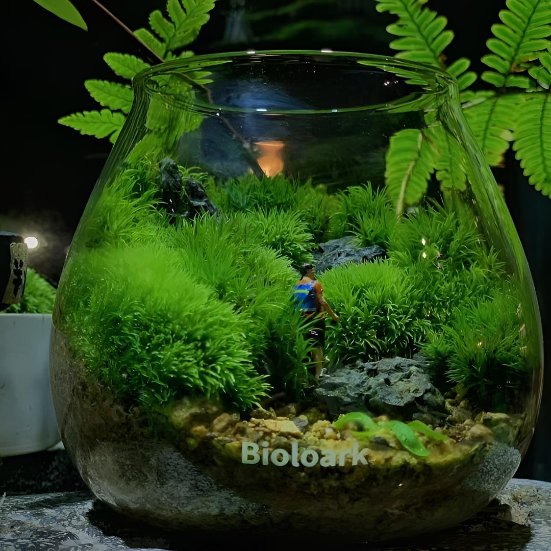 「空城里」泡泡杯苔藓桌面绿植生态瓶微景观玻璃瓶迷你小盆栽苔藓