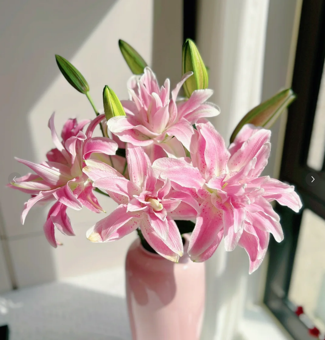 2头清婉重瓣百合---清雅绽放 如梦如幻