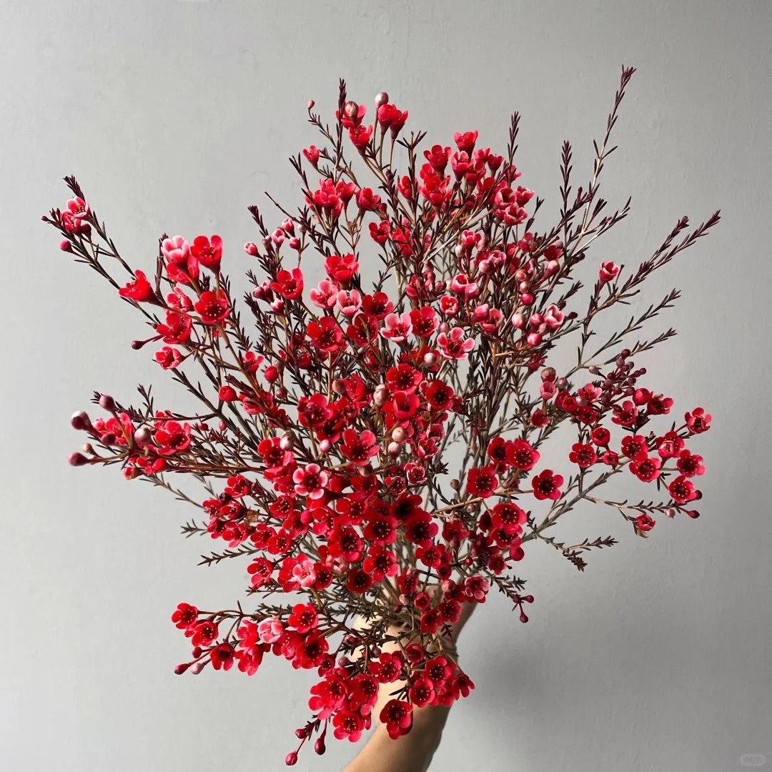 红色 腊梅 居家瓶插  鲜切枝 一扎 (实物以直播间为准)