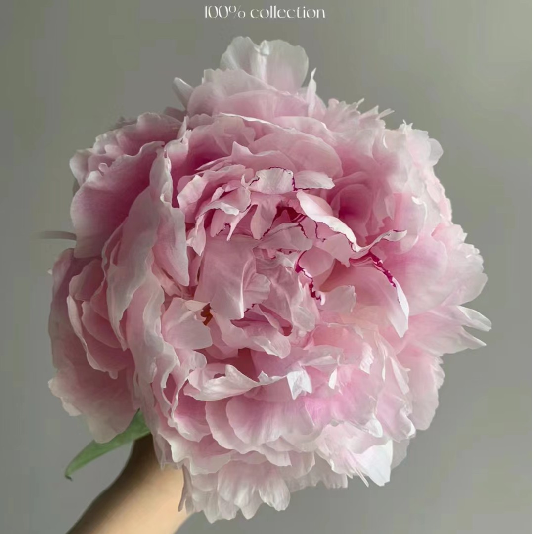 （定制精选）新西兰进口沙拉芍药---实物直播间展示为准