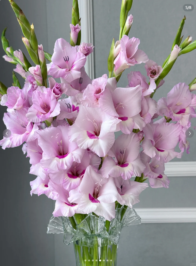 想象剑兰5支---以直播间实物为准