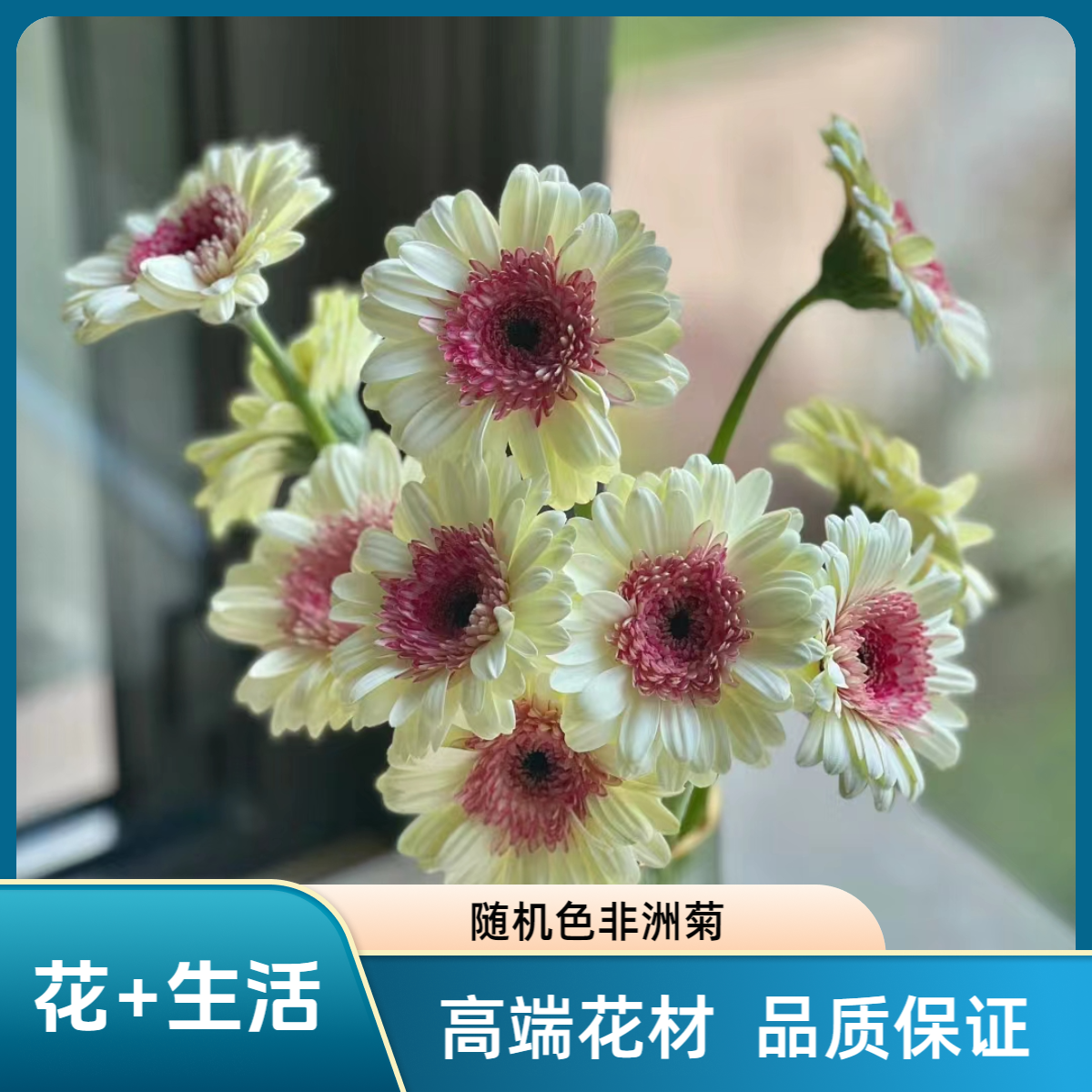 随机色非洲菊20支--纯洁真诚--（实物以直播间展示为准）