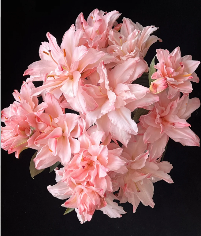 2头女神吸色重瓣百合-（实物以直播间为准）