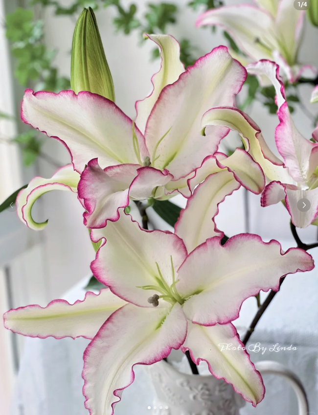 多头唇彩单瓣香水百合--纯洁高雅，梦幻甜美