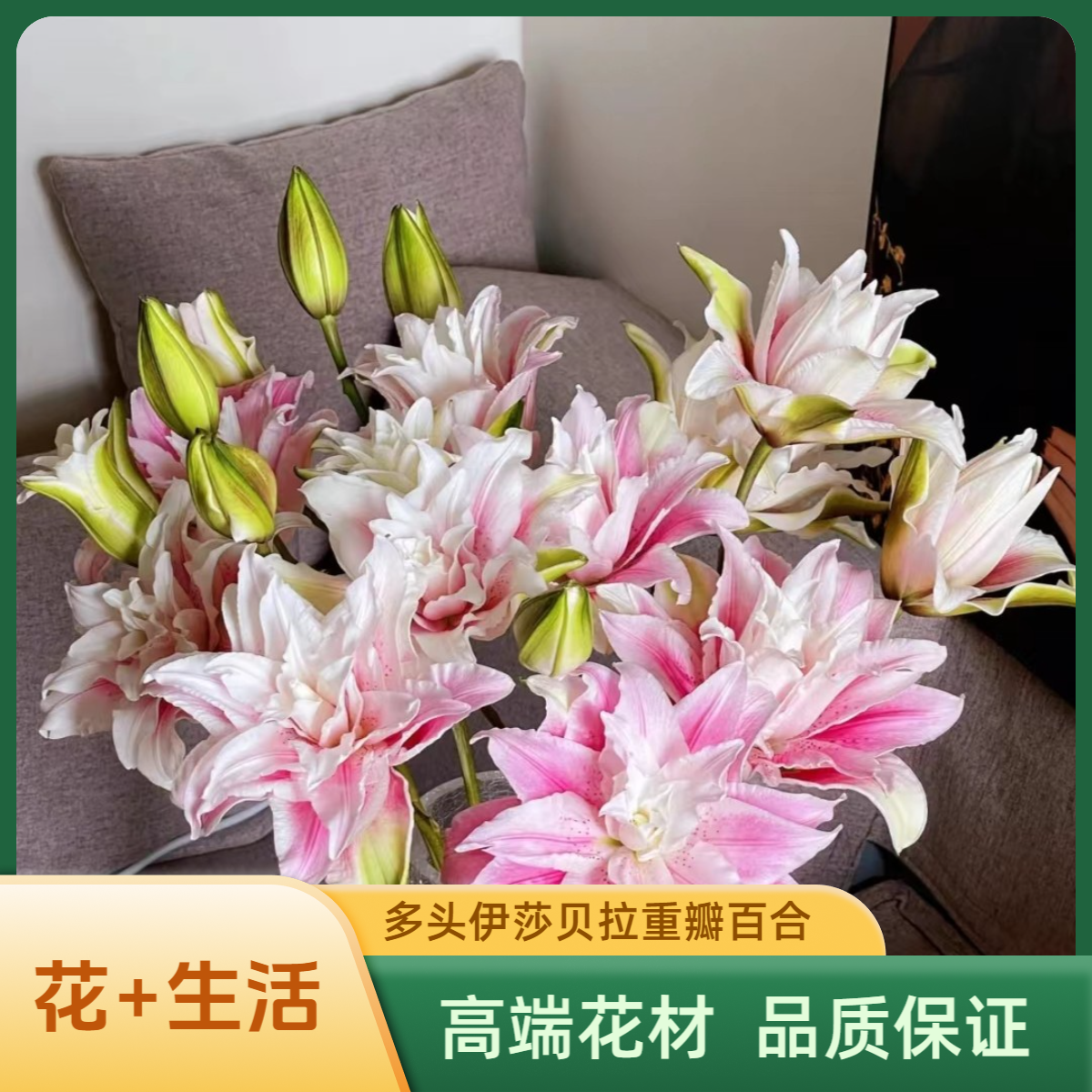 定制精选 多头伊莎贝拉重瓣百合-实物以直播为准