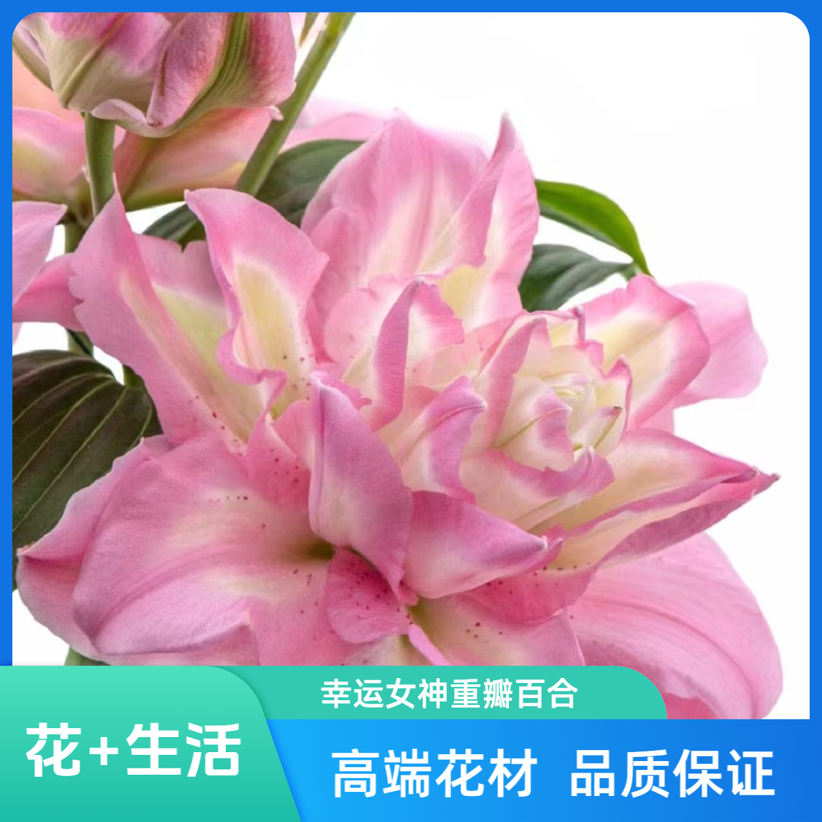 2头幸运女神重瓣百合--（实物直播间展示为准）