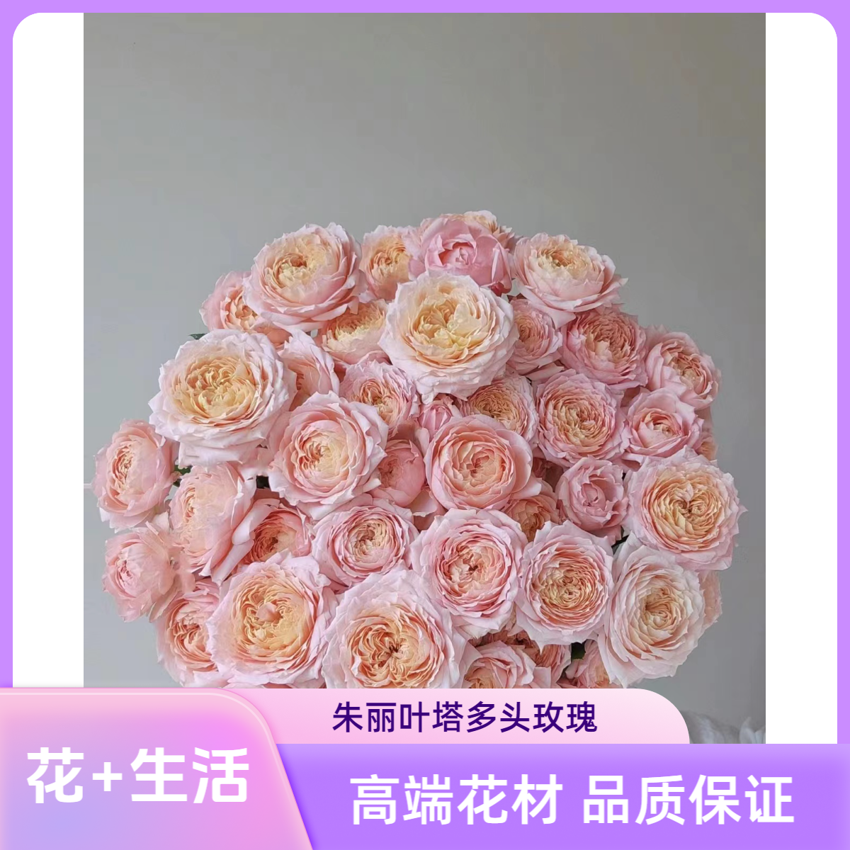 【朱丽叶塔多头玫瑰】收到花带包装醒花 （实物以直播间为准）