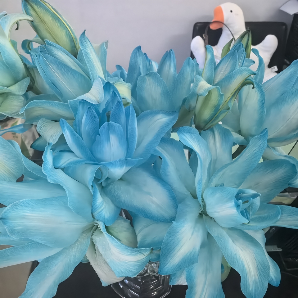 2头青花瓷吸色重瓣百合（实物以直播间为准）花艺生活摆放