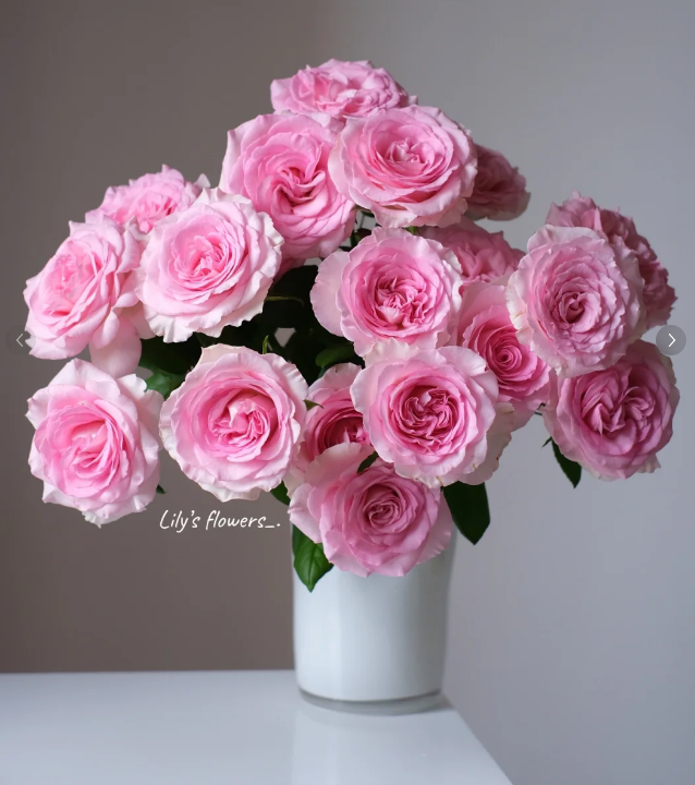 定制精选 洛神---单头玫瑰-10支  花魁洛神