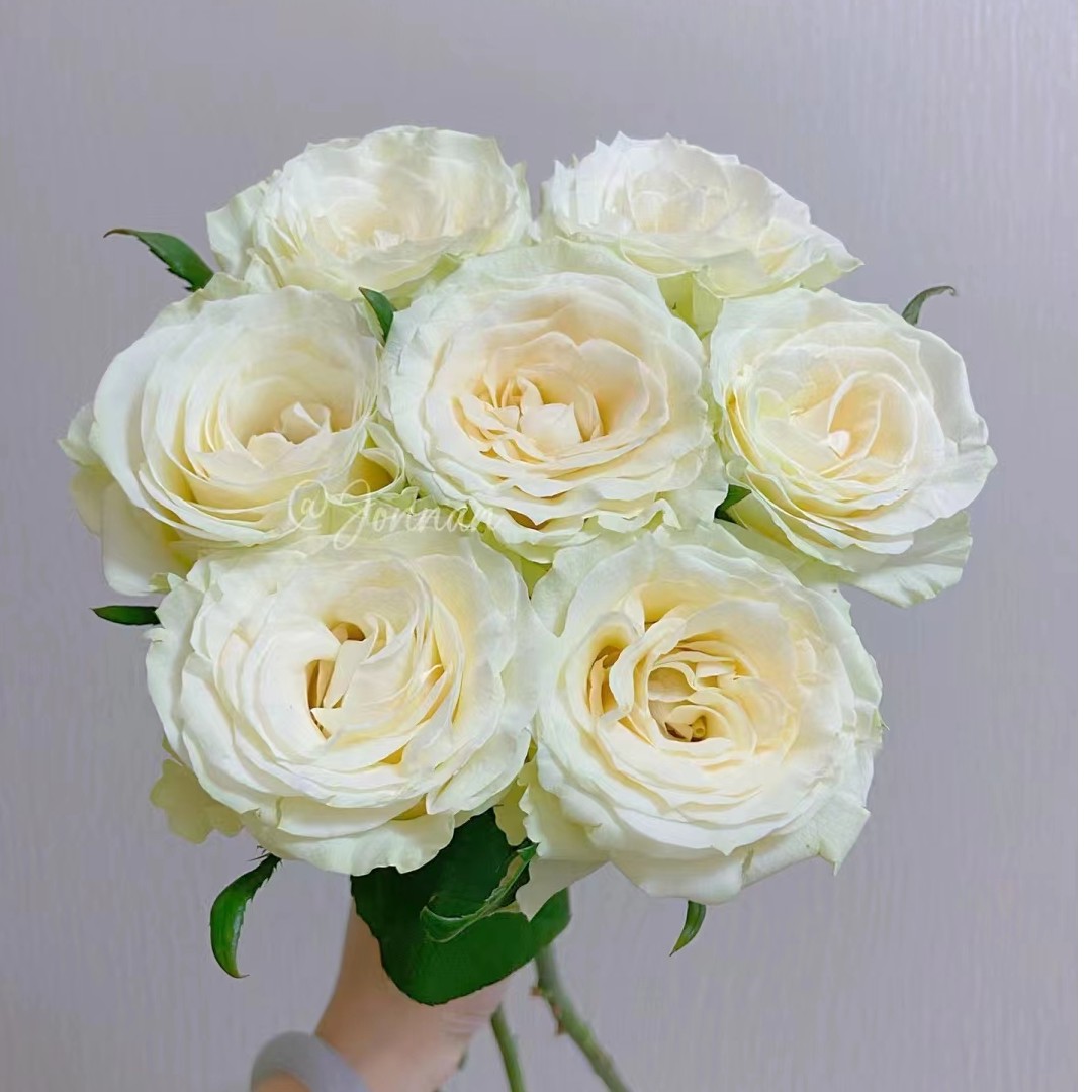 白色主题--单头玫瑰--收到花第一时间醒花哟（