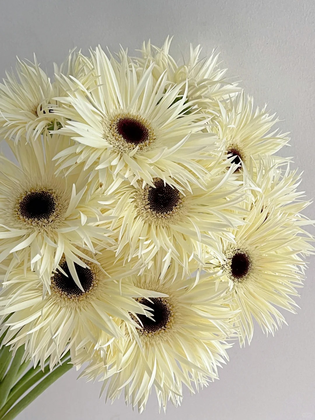 白色拉丝非洲菊10支--收到花有问题第一时间联系客服