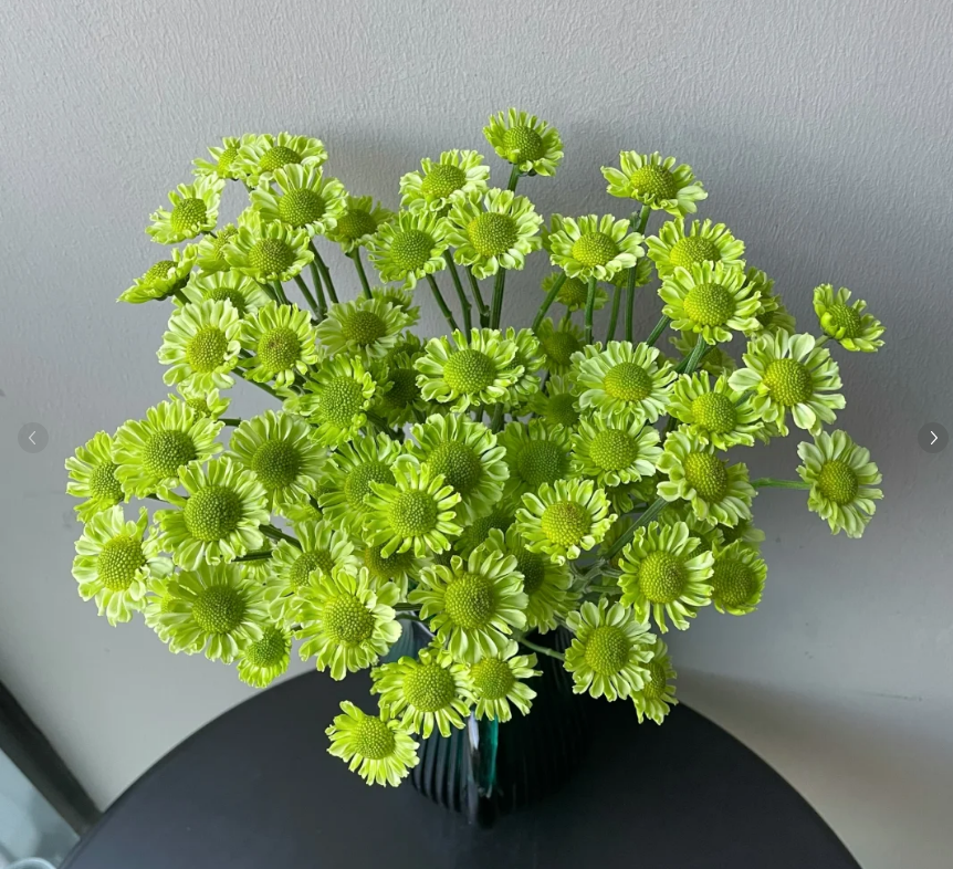 小清新小雏菊-收到花第一时间醒花哟插花