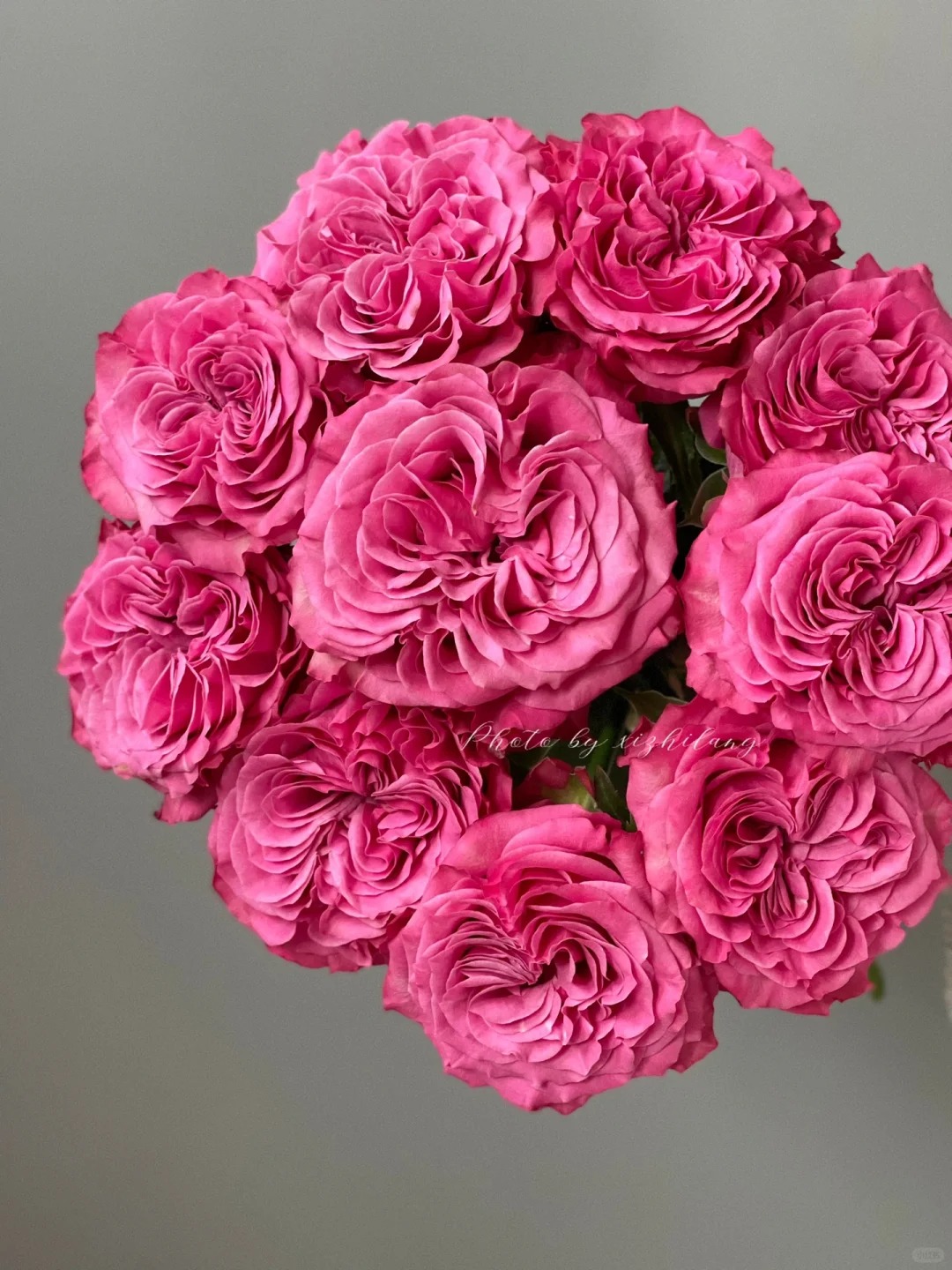 蓝调---单头玫瑰--【实物以直播间为准】花艺生活摆放